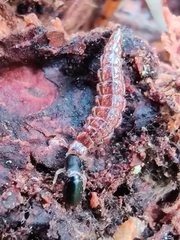 Raphidia