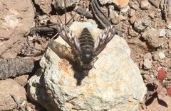 Conophorus fenestratus