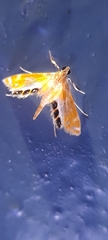Nymphicula