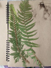 Polystichum setiferum