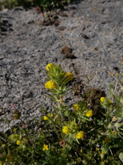 Castilleja lacera
