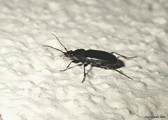 Loricera