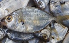 Leiognathidae