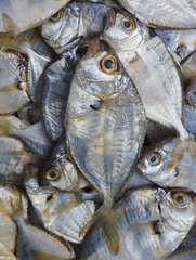 Leiognathidae