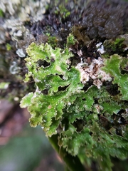 Pseudocyphellaria episticta