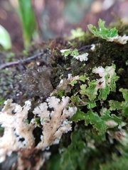 Pseudocyphellaria episticta