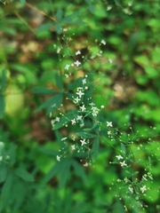 Galium intermedium