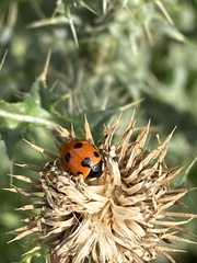 Ceratomegilla undecimnotata