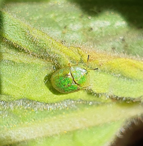 Cassida brevis