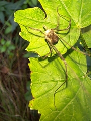 Oligolophus tienmushanensis
