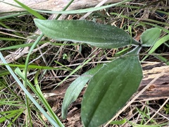 Plantago varia