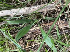 Plantago varia