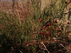 Asparagus transvaalensis