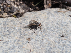 Sarcophaga variegata