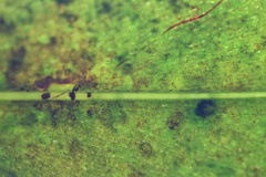 Myrsine salicina