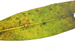 Myrsine salicina