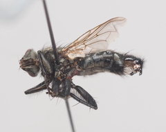 Sarcophaga variegata