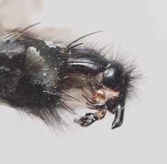 Sarcophaga variegata