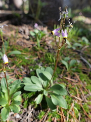 Primula subalpina