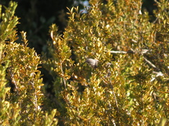 Curruca communis