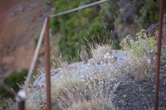 Alectoris rufa hispanica