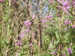 Aeshna mixta