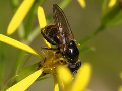 Cheilosia canicularis