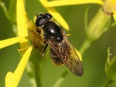 Cheilosia canicularis