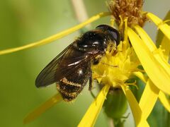Cheilosia canicularis