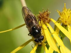 Cheilosia canicularis