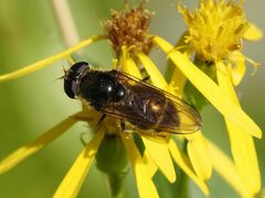 Cheilosia canicularis