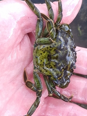 Carcinus maenas