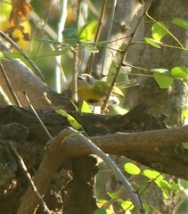 Apalis flavida neglecta