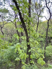 Quercus dentata