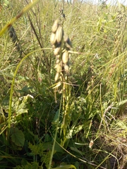 Epipactis palustris