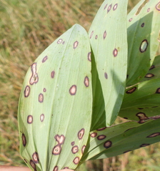 Phyllosticta cruenta