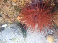 Actinia equina