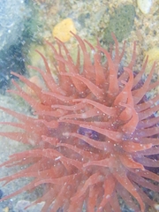Actinia equina