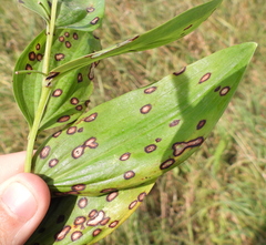 Phyllosticta cruenta