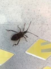 Leptoglossus occidentalis