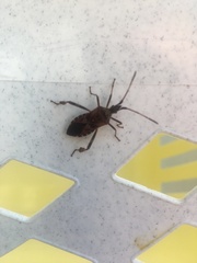 Leptoglossus occidentalis