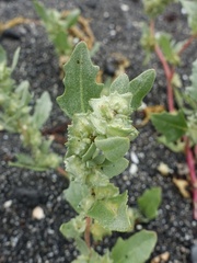 Atriplex laciniata