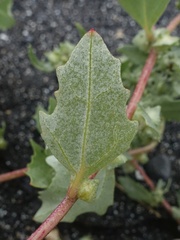 Atriplex laciniata