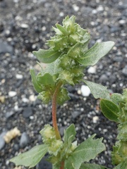Atriplex laciniata
