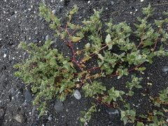 Atriplex laciniata