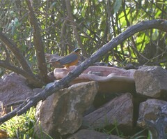 Cossypha heuglini heuglini