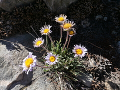 Erigeron algidus