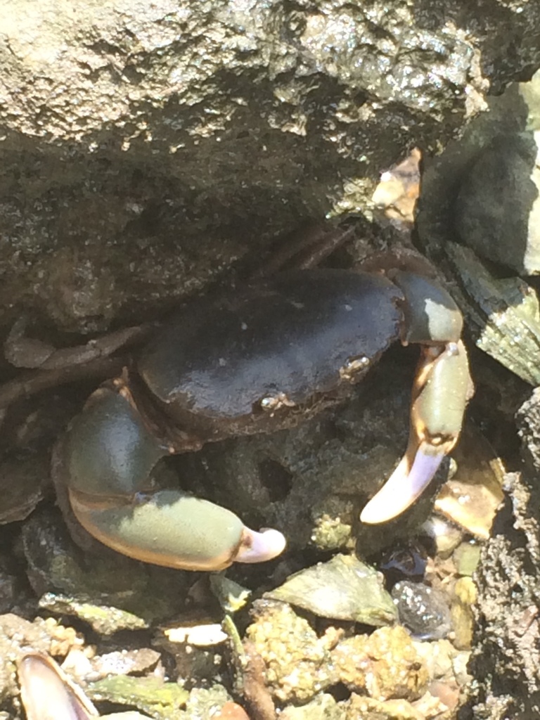 broadback mud crab