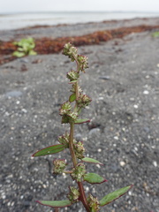 Atriplex glabriuscula