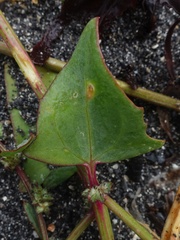 Atriplex glabriuscula